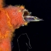 blenny_arrow_mog_jar_v_0334_cub2111.jpg